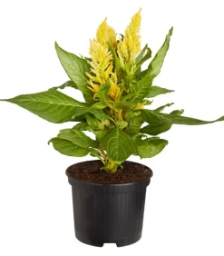 Dehner Sommerblumen > Federbusch, verschiedene Farben