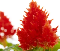 Dehner Sommerblumen > Federbusch, verschiedene Farben