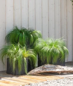 Dehner Federgras 'Pony Tails' Hot