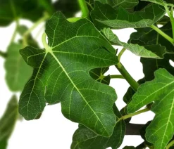 Dehner Feige, dunkel Lila Sale