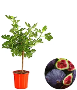 Dehner Nüsse & Besondere Obstbäume|Obstbäume - Feige, dunkel Lila