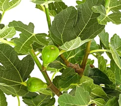 Dehner Nüsse & Besondere Obstbäume|Obstbäume - Feige, dunkel Lila