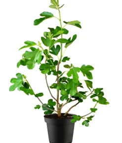 Dehner Feige 'Firoma'® Discount