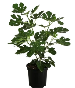 Dehner Feige 'Madeleine' Sale