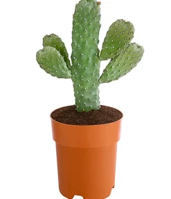 Dehner Kakteen > Feigenkaktus - Opuntia consolea