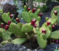 Dehner Steingartenstauden|Garten-Raritäten > Feigenkaktus - Opuntia humifusa