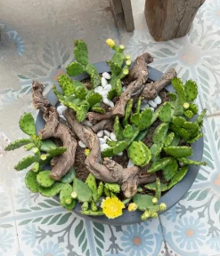 Dehner Steingartenstauden|Garten-Raritäten > Feigenkaktus - Opuntia humifusa