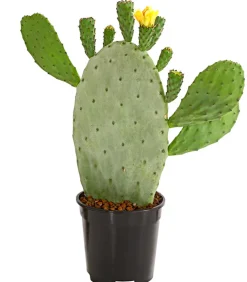 Dehner Feigenkaktus - Opuntia indica Grün Discount