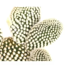 Dehner Feigenkaktus - Opuntia indica, verschiedene Sorten Grün Online
