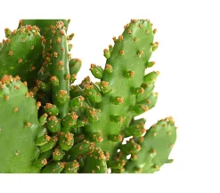 Dehner Feigenkaktus - Opuntia indica, verschiedene Sorten Grün Online