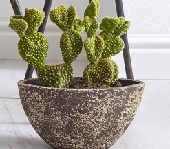 Dehner Feigenkaktus - Opuntia indica, verschiedene Sorten Grün Online