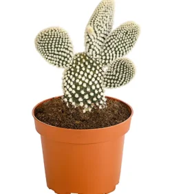 Dehner Feigenkaktus - Opuntia indica, verschiedene Sorten Grün Online