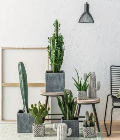 Dehner Kakteen > Feigenkaktus - Opuntia microdasys 'Yellow'