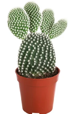 Dehner Kakteen - Feigenkaktus - Opuntia microdasys, verschiedene Sorten Grün