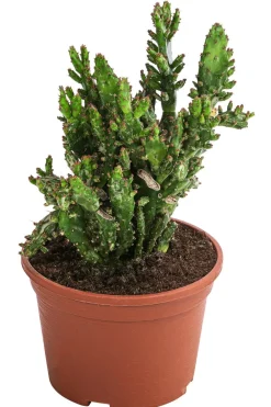 Dehner Kakteen - Feigenkaktus - Opuntia monacantha Grün