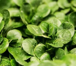 Dehner Feldsalat , 20er Schale Grün New