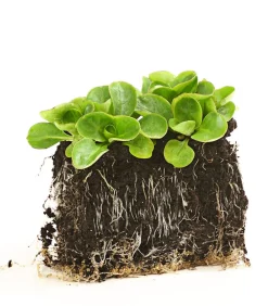 Dehner Feldsalat , 20er Schale Grün New