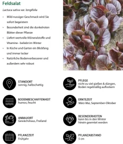 Dehner Feldsalat , 20er Schale Rot