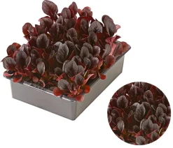 Dehner Feldsalat , 20er Schale Rot