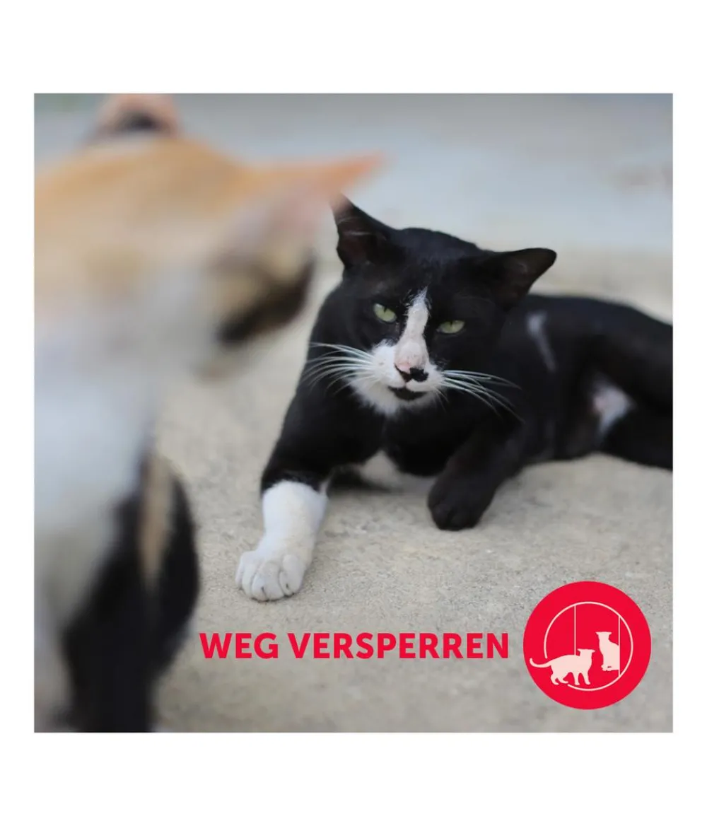 FELIWAY® Katzenpflege - Alltagshelfer Friends Start-Set