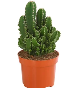 Dehner Felsenkaktus - Cereus repandus/Cereus peruvianus Grün Clearance