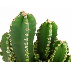 Dehner Felsenkaktus - Cereus repandus/Cereus peruvianus Grün Clearance