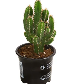 Dehner Kakteen - Felsenkaktus - Cereus repandus/Cereus peruvianus Grün