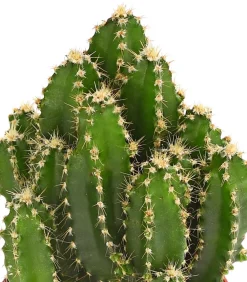 Dehner Kakteen - Felsenkaktus - Cereus repandus/Cereus peruvianus Grün
