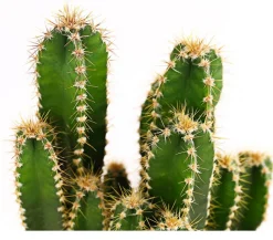 Dehner Kakteen - Felsenkaktus - Cereus repandus/Cereus peruvianus Grün