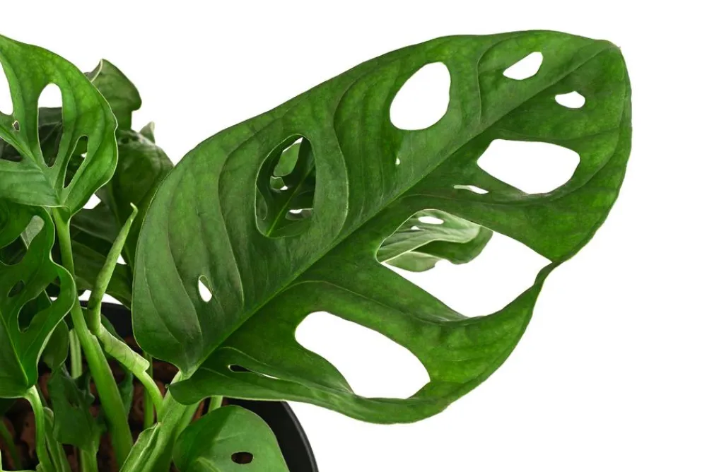 Dehner Hydropflanzen|Grünpflanzen > Fensterblatt - Monstera adansonii, Hydrokultur