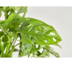 Dehner Fensterblatt - Monstera adansonii, Ampel Grün New