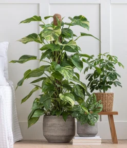Dehner Monstera & Philodendron|Grünpflanzen > Fensterblatt - Monstera adansonii