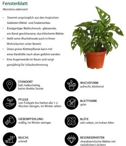 Dehner Monstera & Philodendron|Grünpflanzen > Fensterblatt - Monstera adansonii