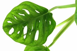 Dehner Monstera & Philodendron|Grünpflanzen > Fensterblatt - Monstera adansonii