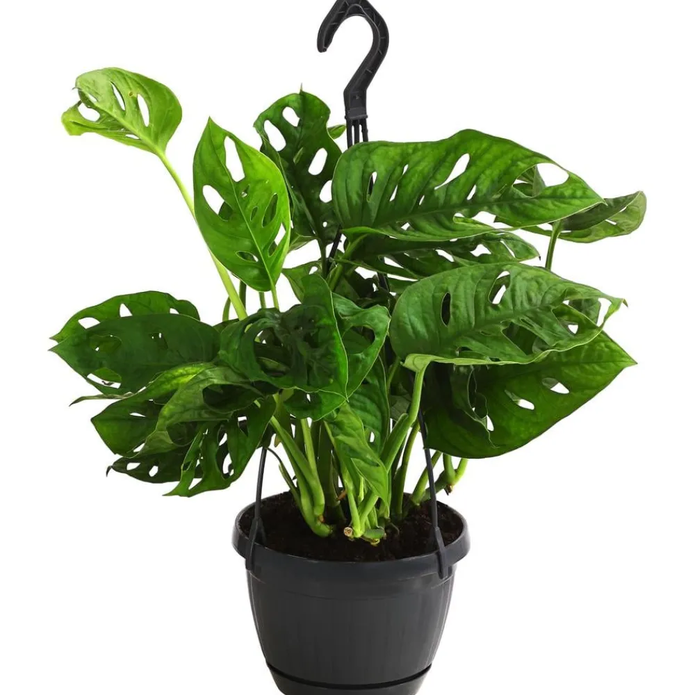 Dehner Monstera & Philodendron|Grünpflanzen > Fensterblatt - Monstera adansonii