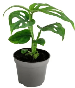 Dehner Fensterblatt - Monstera adansonii Grün