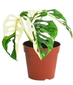 Dehner Raritäten|Grünpflanzen > Fensterblatt - Monstera adansonii variegata
