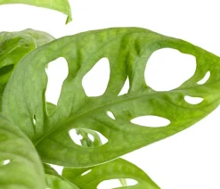Dehner Monstera & Philodendron|Grünpflanzen - Fensterblatt - Monstera adansonii Grün
