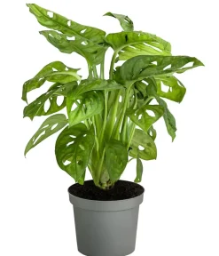 Dehner Monstera & Philodendron|Grünpflanzen - Fensterblatt - Monstera adansonii Grün
