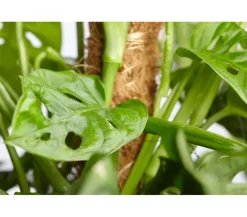 Dehner Monstera & Philodendron|Grünpflanzen - Fensterblatt - Monstera adansonii Grün