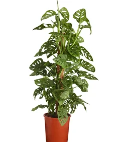 Dehner Monstera & Philodendron|Grünpflanzen - Fensterblatt - Monstera adansonii Grün
