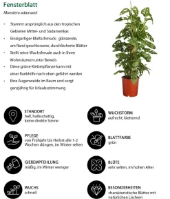 Dehner Monstera & Philodendron|Grünpflanzen - Fensterblatt - Monstera adansonii Grün