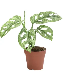 Dehner Fensterblatt - Monstera adansonii 'Mint' New