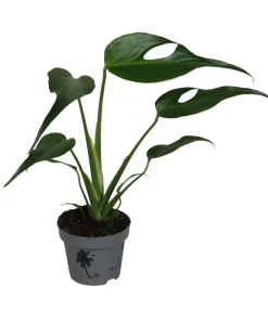 Dehner Fensterblatt - Monstera 'Burle Marx Flame' Grün New