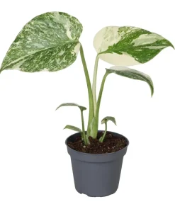 Dehner Raritäten|Grünpflanzen > Fensterblatt - Monstera 'Creme Brulée'