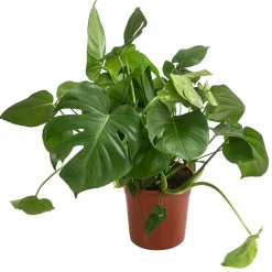 Dehner Grünpflanzen|Monstera & Philodendron > Fensterblatt - Monstera deliciosa