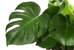 Dehner Grünpflanzen|Monstera & Philodendron > Fensterblatt - Monstera deliciosa