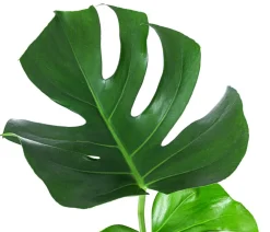 Dehner Hydropflanzen|Grünpflanzen > Fensterblatt - Monstera deliciosa, Hydrokultur