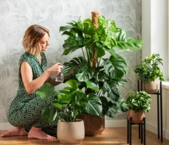 Dehner Monstera & Philodendron|Grünpflanzen > Fensterblatt - Monstera deliciosa
