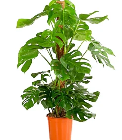 Dehner Monstera & Philodendron|Grünpflanzen > Fensterblatt - Monstera deliciosa am Moosstab